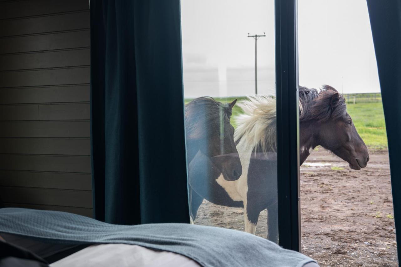 Apartment Sleeping With The Horses