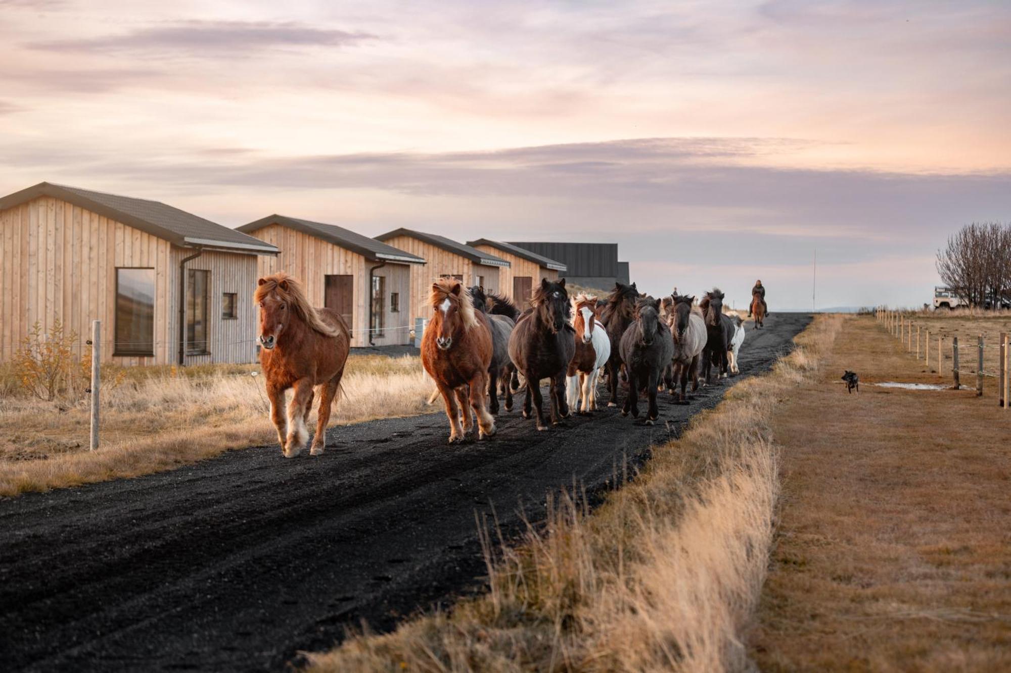 Sleeping With The Horses Apartment