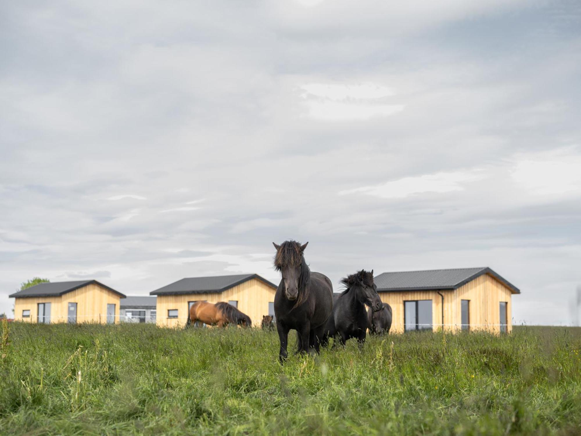 Sleeping With The Horses